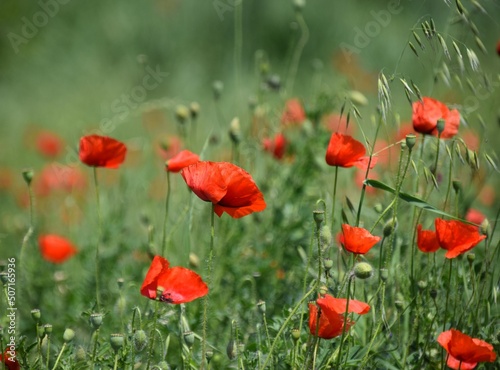 red poppy field