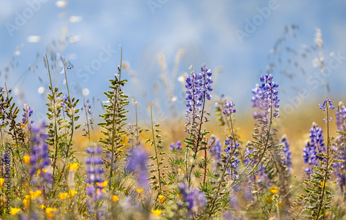 Close up view of wild lupine flowers, selective focus