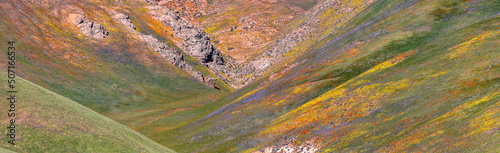 Scenic Gorman hills in California with Wildflower bloom.