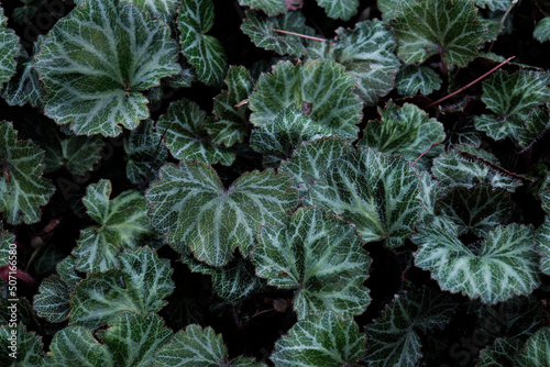 Close-up of the Saxifraga stolonifera foliage photo