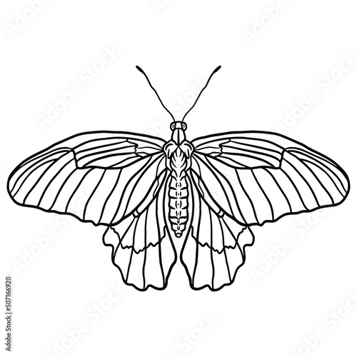 Black and white outline illustration of a beautiful butterfly isolated on a white backgrounnd. © Valentyna Shpak