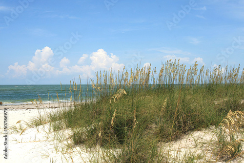 sand dunes with sea oats growing on them