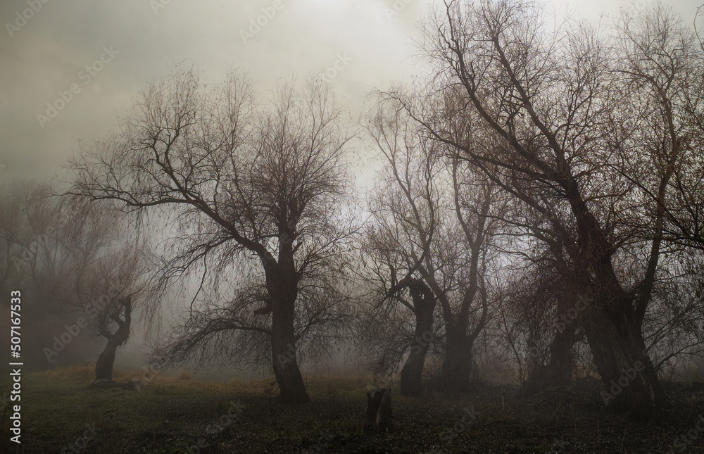 Dark landscape showing misty forest in autumn