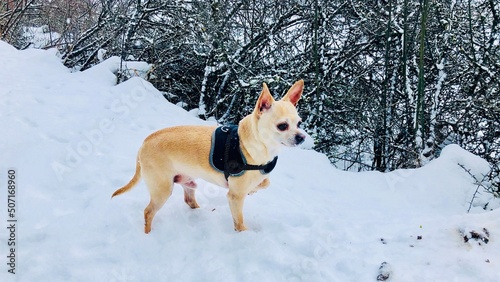 Fototapeta Naklejka Na Ścianę i Meble -  Chihuahua dans la neige
