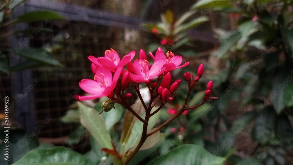 Peregrina is commonly known as peregrina or spicy jatropha.  This plant is also known as Jatropha hastata, betawi flower (batavia) 