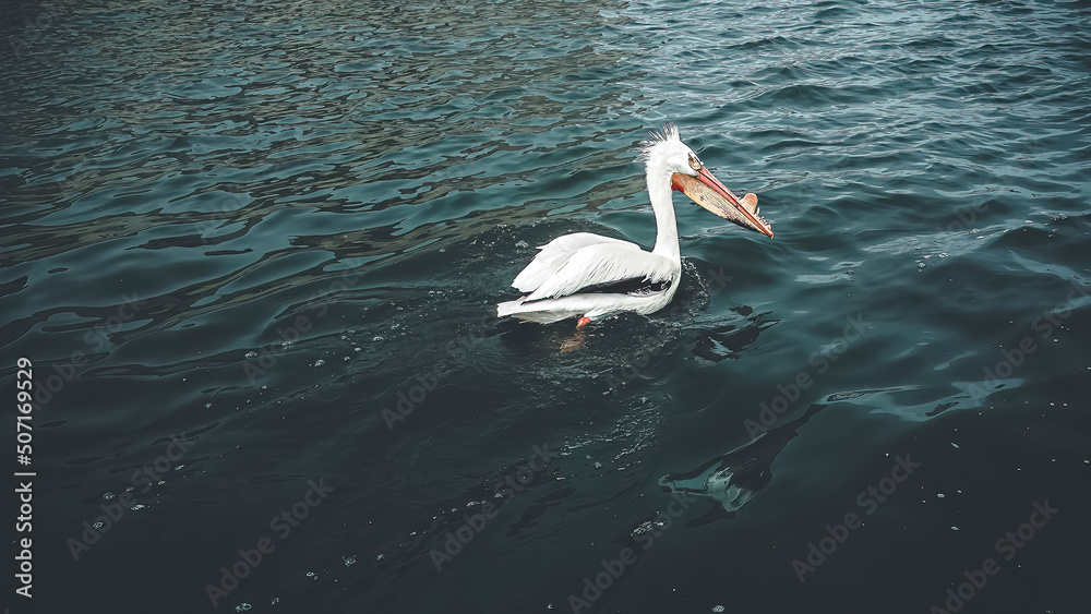 A pelican swims in the springtime river