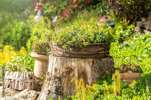 Fotografie Garden landscaping and decoration impressions with blooming yellow spring flower