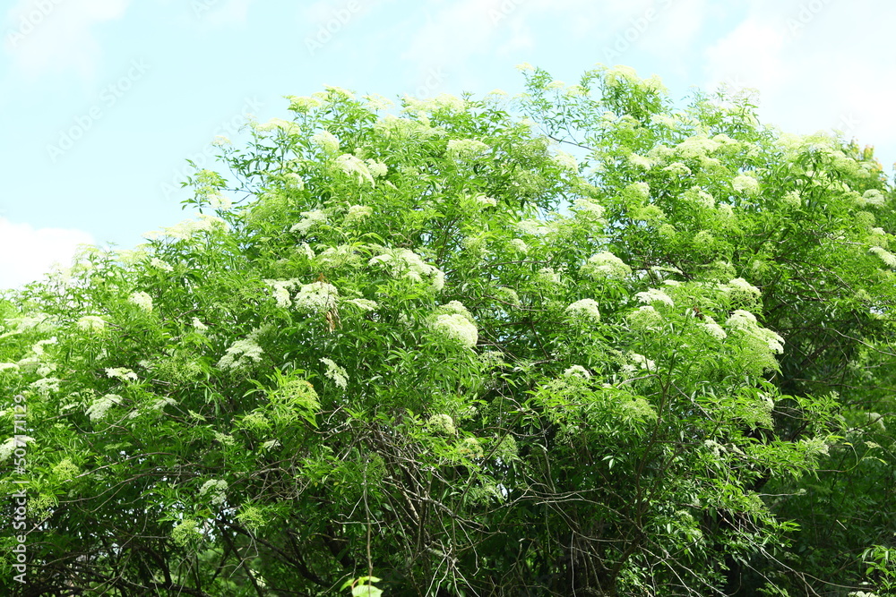Spotted water hemlock Cicuta maculata native to North America is one of