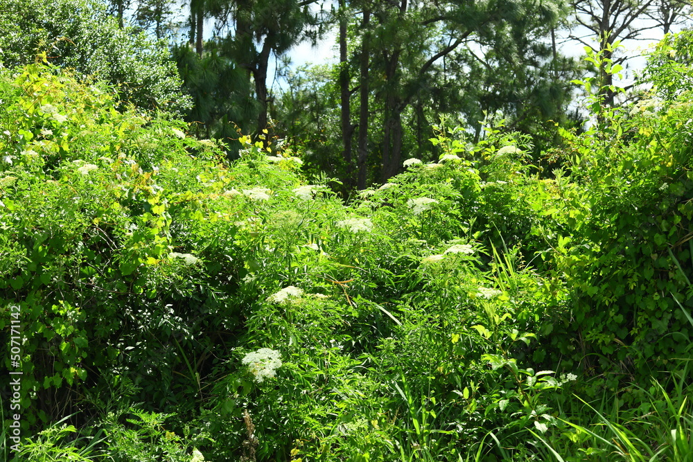 Spotted water hemlock Cicuta maculata native to North America is one of the most toxic plants, grows tall in wetlands white cluster of flowers