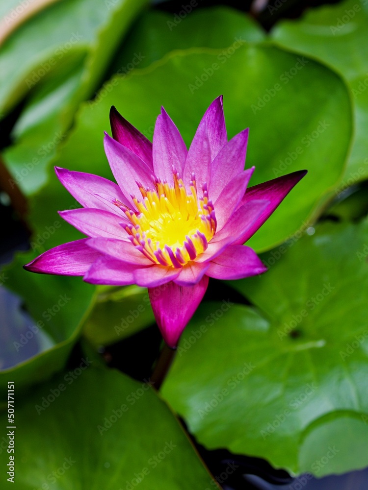 Purple pink flower water lily Nymphaea capensis nouchali var. caerulea ,Egyptian lotus plants ,Nymphaeaceae ,macro image ,tropical aquatic plant with sky-blue flower ,Egyptian lily ,Sacred blue lily 