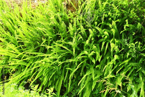 Fresh wild green fern plants leaves in nature great background
