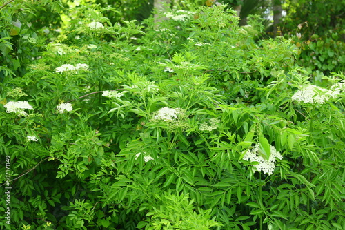Spotted water hemlock Cicuta maculata native to North America is one of the most toxic plants, grows tall in wetlands white cluster of flowers photo