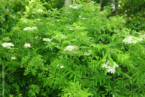 Spotted water hemlock Cicuta maculata native to North America is one of the most toxic plants, grows tall in wetlands white cluster of flowers