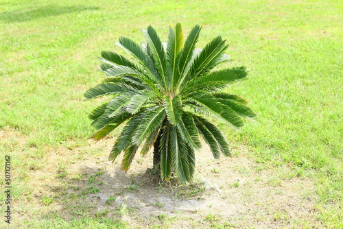 King sago palm tree Cycas revoluta a member of the cycad family native to Japan and southern China decorative plant, although seeds are toxic  photo