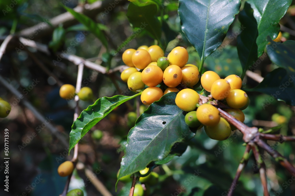 organic arabica coffee with farmer picking in farm.harvesting Robusta and arabica  coffee berries by agriculturist hands,Worker Harvest arabica coffee berries on its branch, harvest concept.