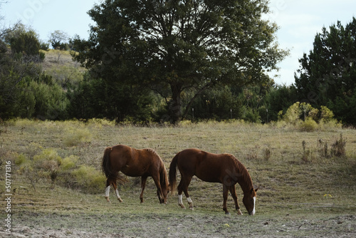 Quarter horse grazing in rural Texas pasture landscape.