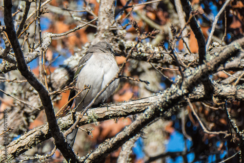 Mockingbird photo