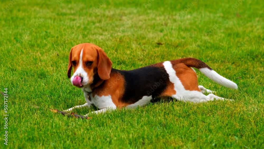 Amusing young beagle dog with long flying ears run through grass and glowers towards camera, slow motion shot. Hilarious playful puppy chase and look straight, happily spend time outing at park
