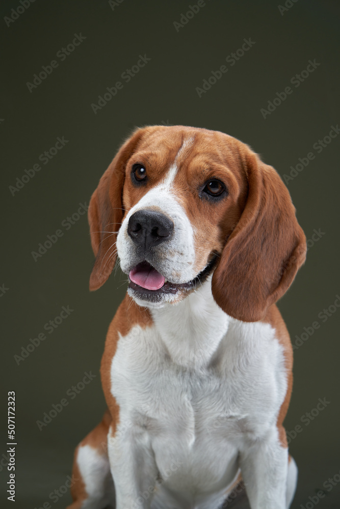 dog portrait on a green background. Funny Beagle in studio 