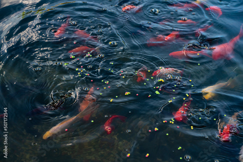 Ryby pływające w oczku wodnym, Ryby w czasie karmienia, Ryby przy tafli wody,  Fish floating in the pond, Fish during feeding, Fish near the water surface,