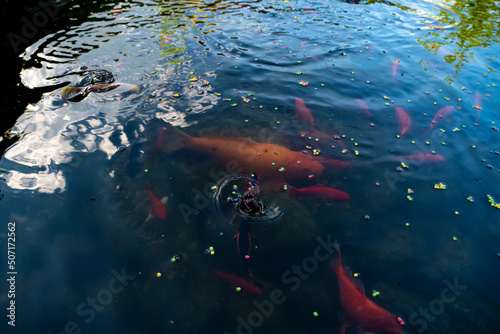 Ryby pływające w oczku wodnym, Ryby w czasie karmienia, Ryby przy tafli wody,  Fish floating in the pond, Fish during feeding, Fish near the water surface,