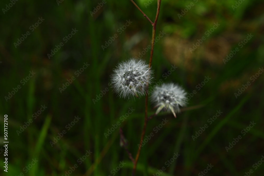 Dry dandelion - some people believe if you make a wish while puffing a dandelion it will definitely come true! - obrazy, fototapety, plakaty 