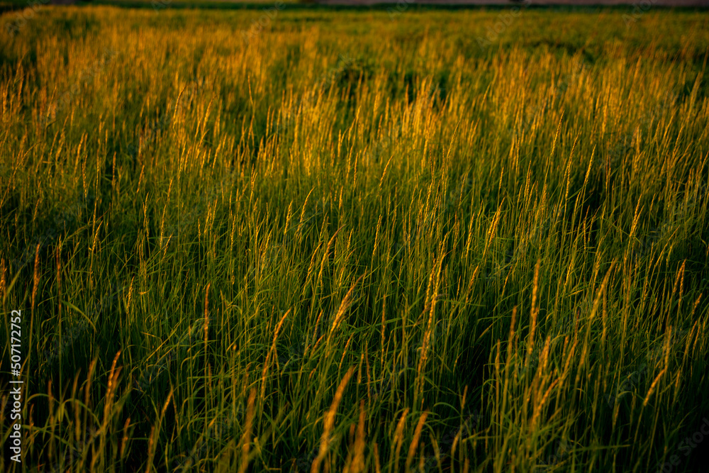 Meadow after rain during the magical sunset, A magical sunset over the meadow, Grasses and meadows during sunset Meadow after rain during the magical sunset, A magical sunset over the meadow, Grasses and meadows during sunset