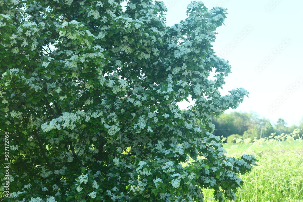 Fototapeta premium White flowering shrub in spring full of light and fragrance great background 