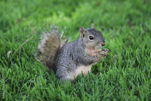 squirrel eating nut
