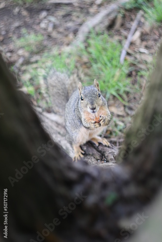 squirrel in the park