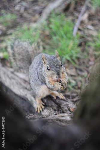 squirrel in the forest