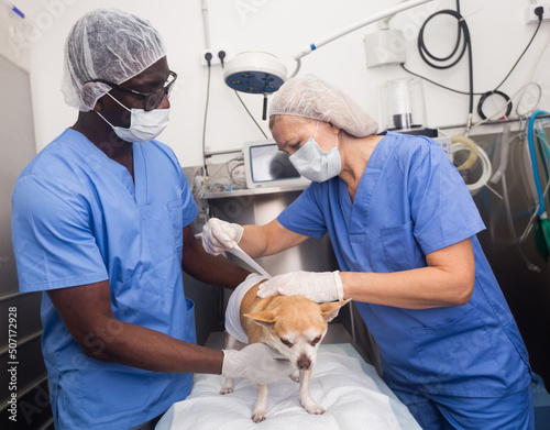 Chihuahua dog on the operating table in a veterinary clinic. High quality photo