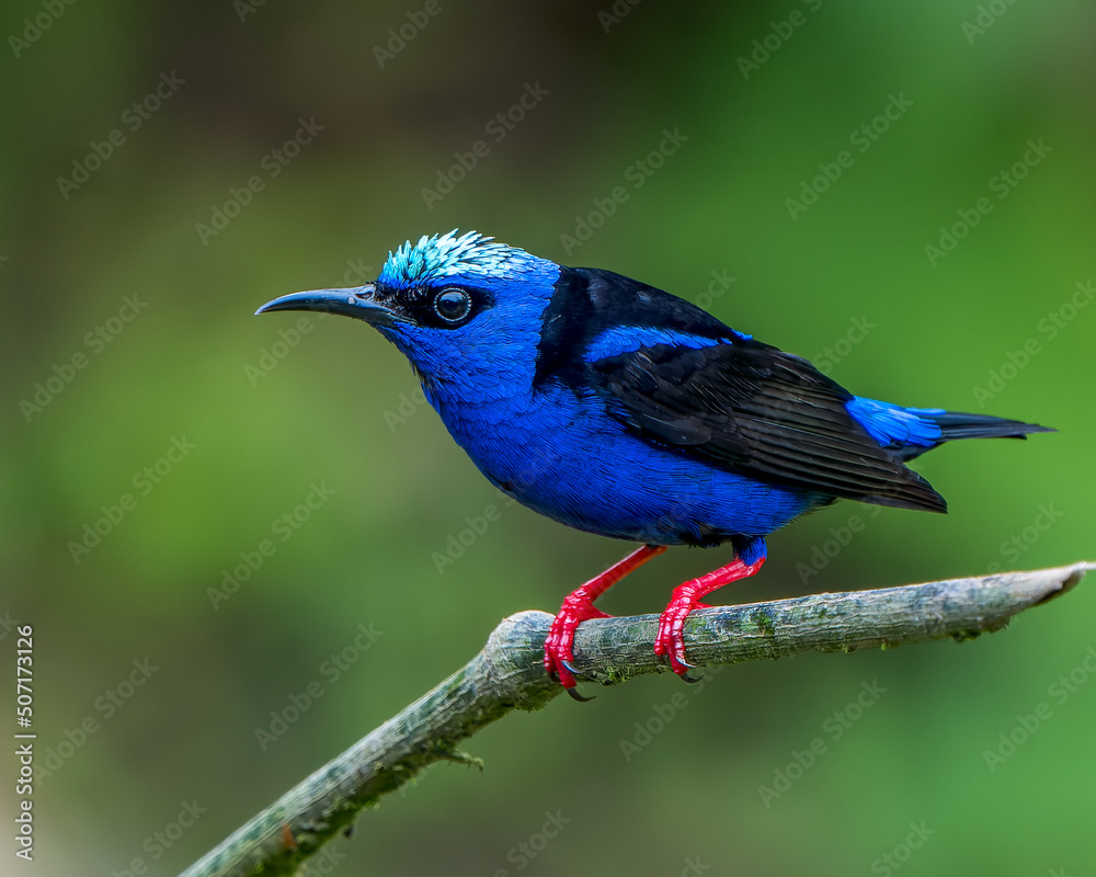 Male Red-legged Honeycreeper in brilliant breeding plumage perched on a branch