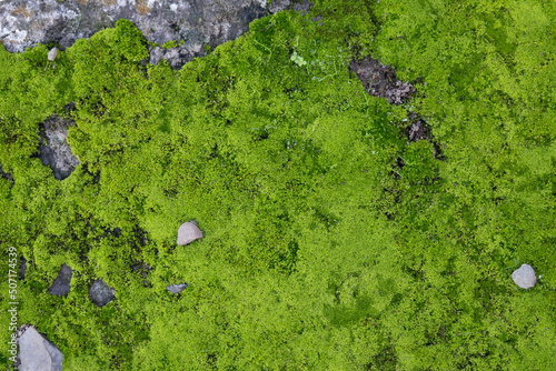 Moss growing on the ground of the forest