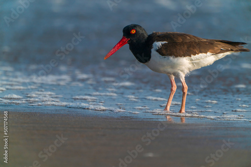 Obraz na plátně Waterfowl walking on the beach (American oystercatcher)