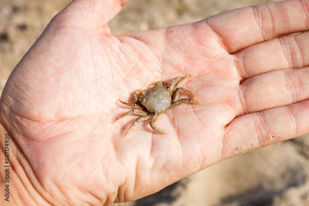 Obraz premium Little crab on the palm
