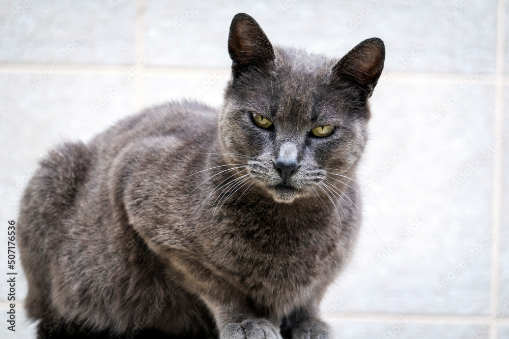 Obraz premium Gray domestic cat