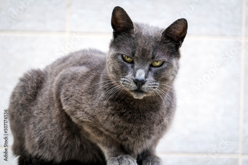 Gray domestic cat