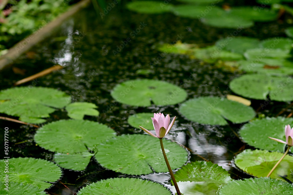 Closeup of Beautiful Purple Lotus Flower is blooming with green leaf in the pond with natural background at Thailand.