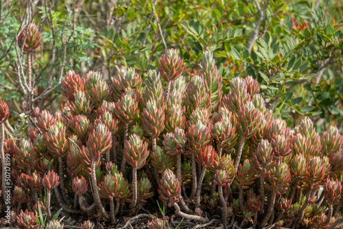 Sedum rubens succulent plant photo