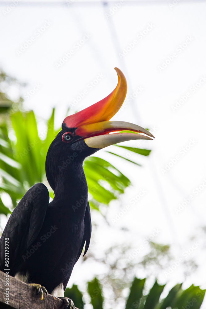 The rhinoceros hornbill (Buceros rhinoceros) is a large species of