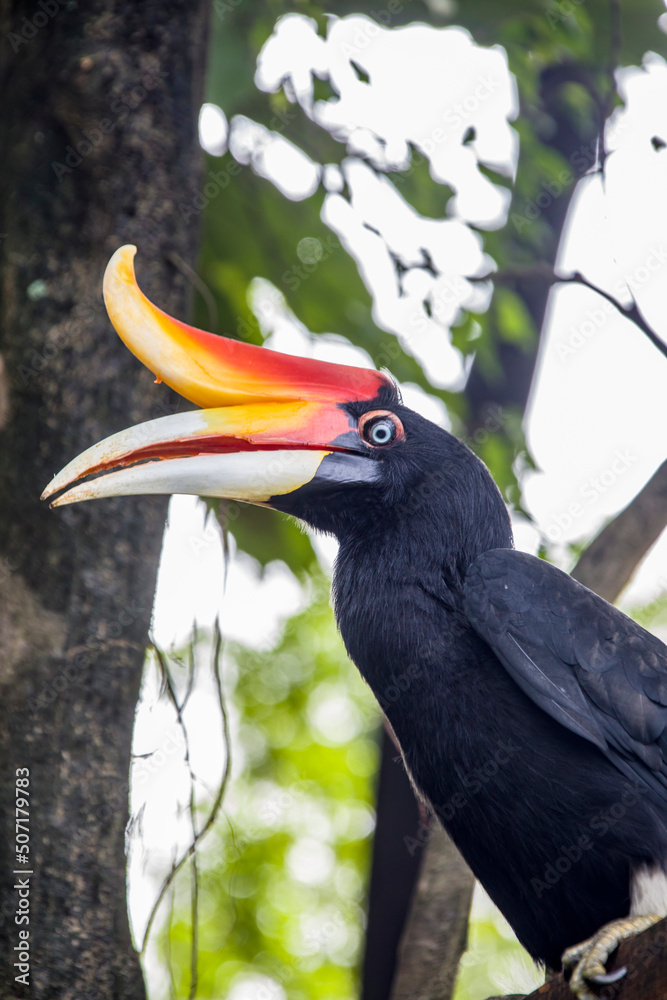 The rhinoceros hornbill (Buceros rhinoceros) is a large species of