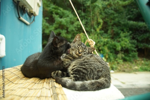 Tashirojima cats playing with each other