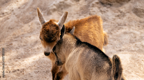 Two young goat with battling it out with their head. Goats fighting
