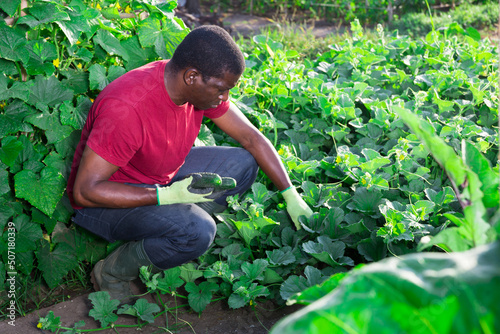 African american harvests cucumbers in the beds in summer garden