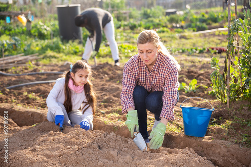 Young woman and girl child are working in the kitchen garden on a sunny spring day, digging holes with a small shovel ..for planting seedlings
