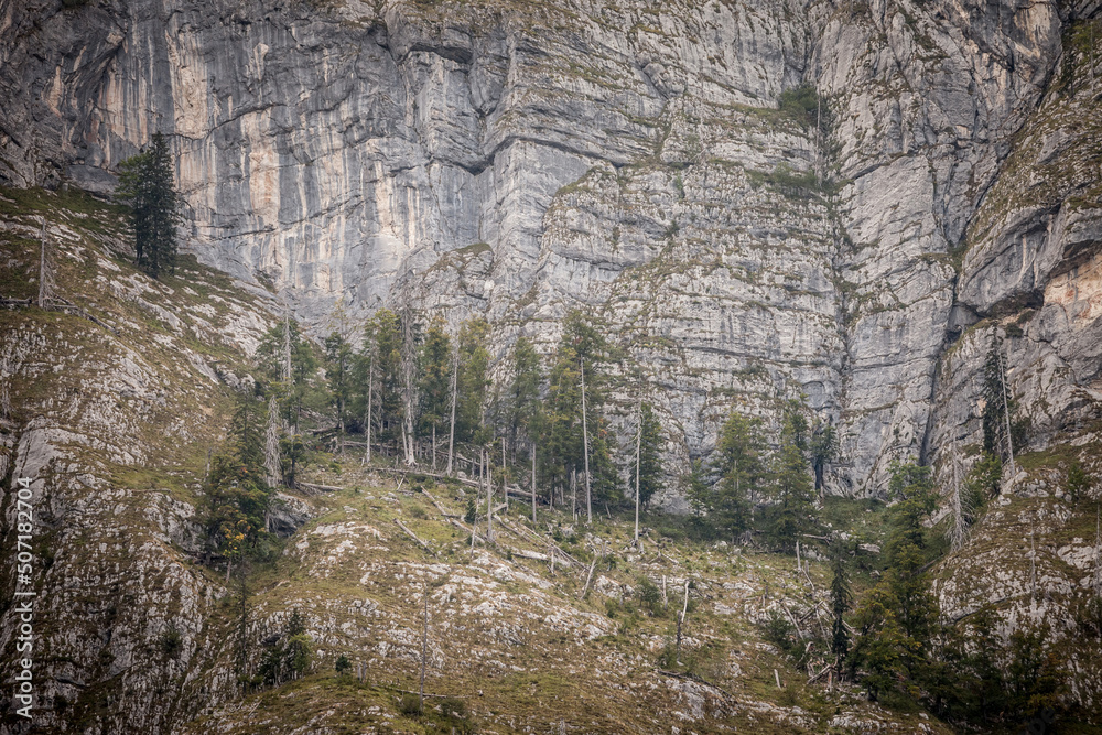 Selective blur on fir trees on a cliff of a huge mountain slopes in Europe, in Slovenia, in the julian alps, in the middle of a pine tree coniferous forest. .. Selective blur on fir trees on a cliff of a huge mountain slopes in Europe, in Slovenia, in the julian alps, in the middle of a pine tree coniferous forest. ..