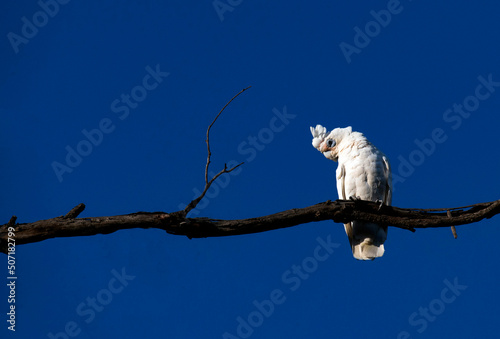 Little Corella (Cacatua sanguinea) photo