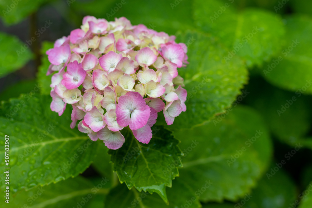 しっとりとした雰囲気のアジサイの花 しっとりとした雰囲気のアジサイの花