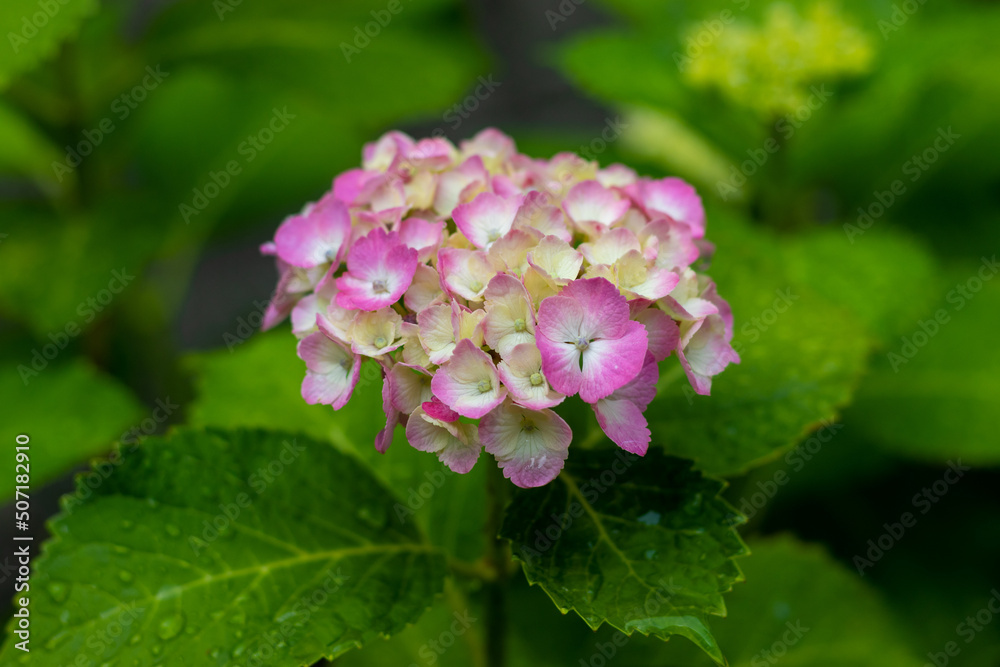 アジサイのピンク色の花と緑色の葉 アジサイのピンク色の花と緑色の葉